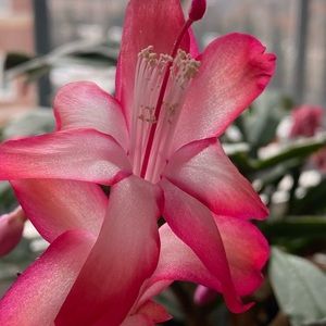 Meet your Posher, Irene